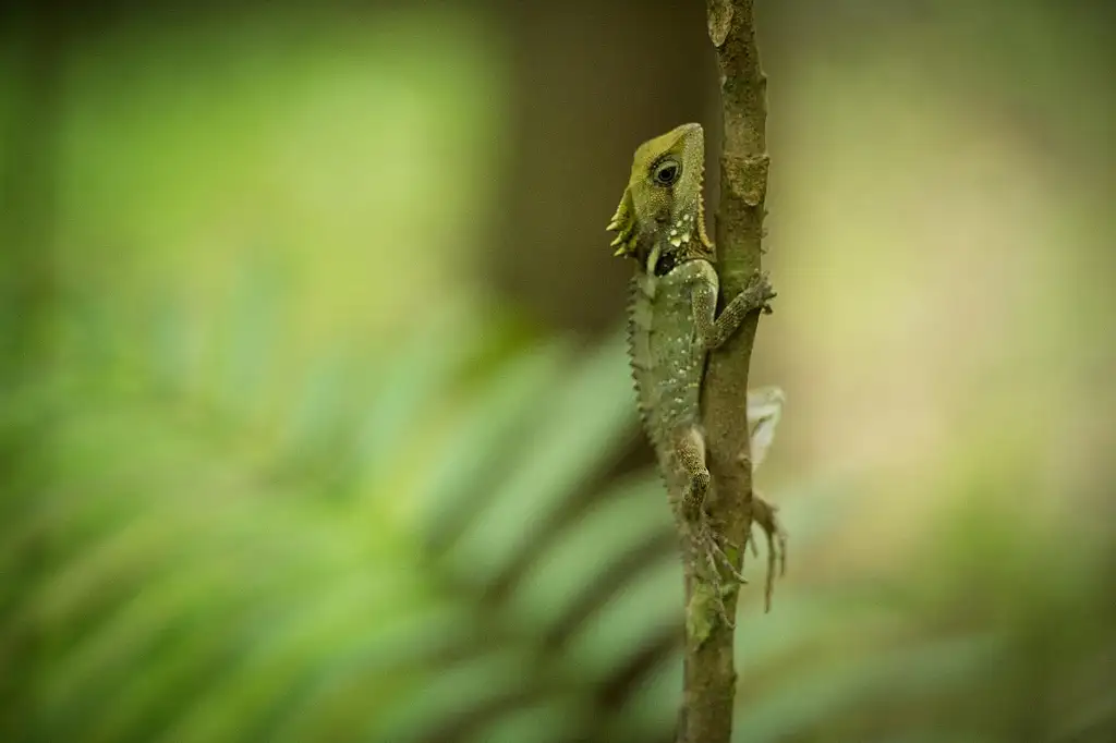 Ngadiku Dreamtime Walk | Mossman Gorge + Daintree Croc Cruise
