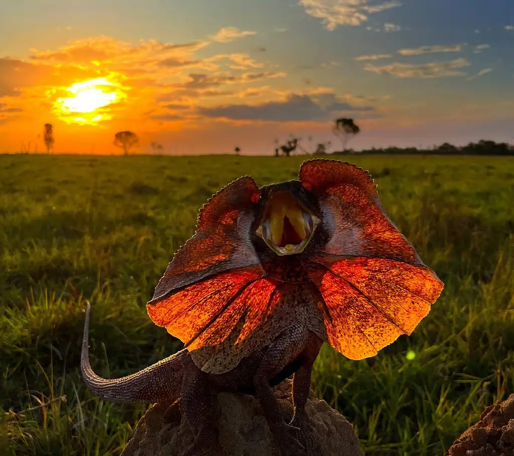 Finniss River Outback Survivalist Tour | Darwin
