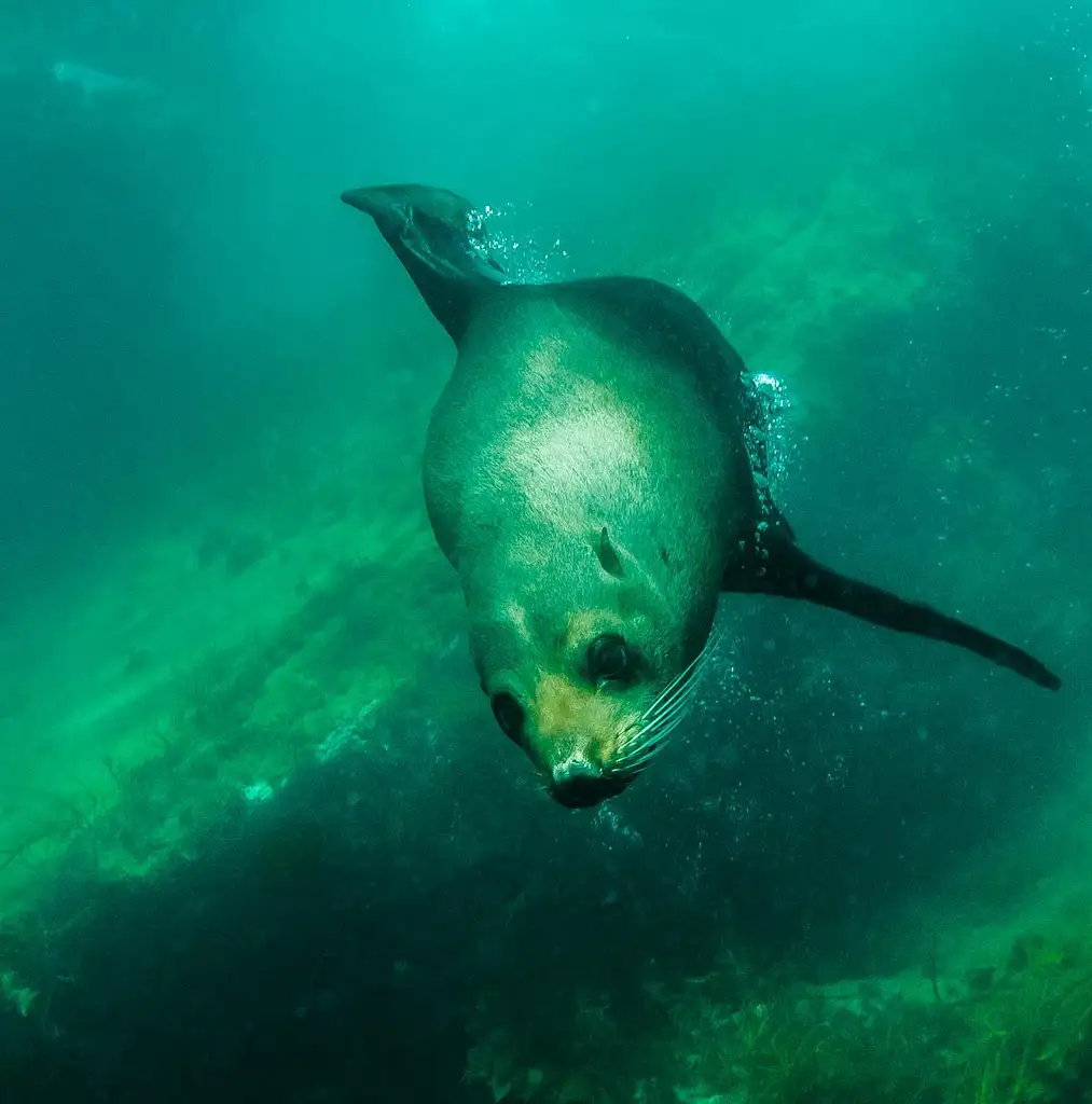 Kangaroo Island Helicopter & Snorkel Tour - Start & End Adelaide