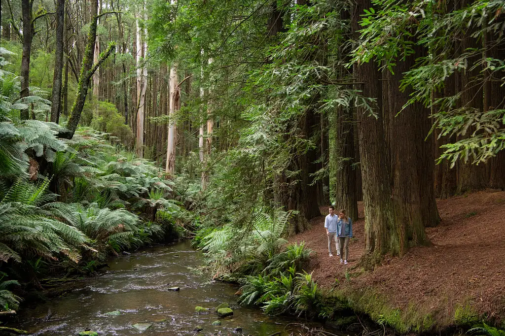 2 Day Great Ocean Road & Otway Discovery