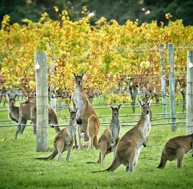 Premium Full Day Wine Tour - Margaret River