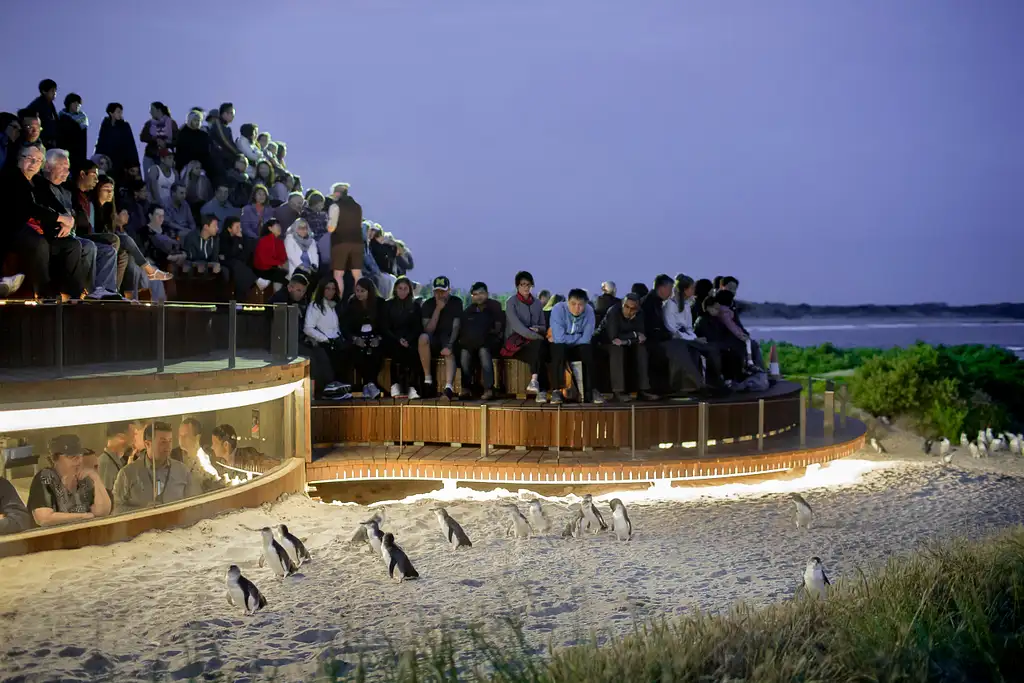 Half Day Phillip Island Tour | From Melbourne