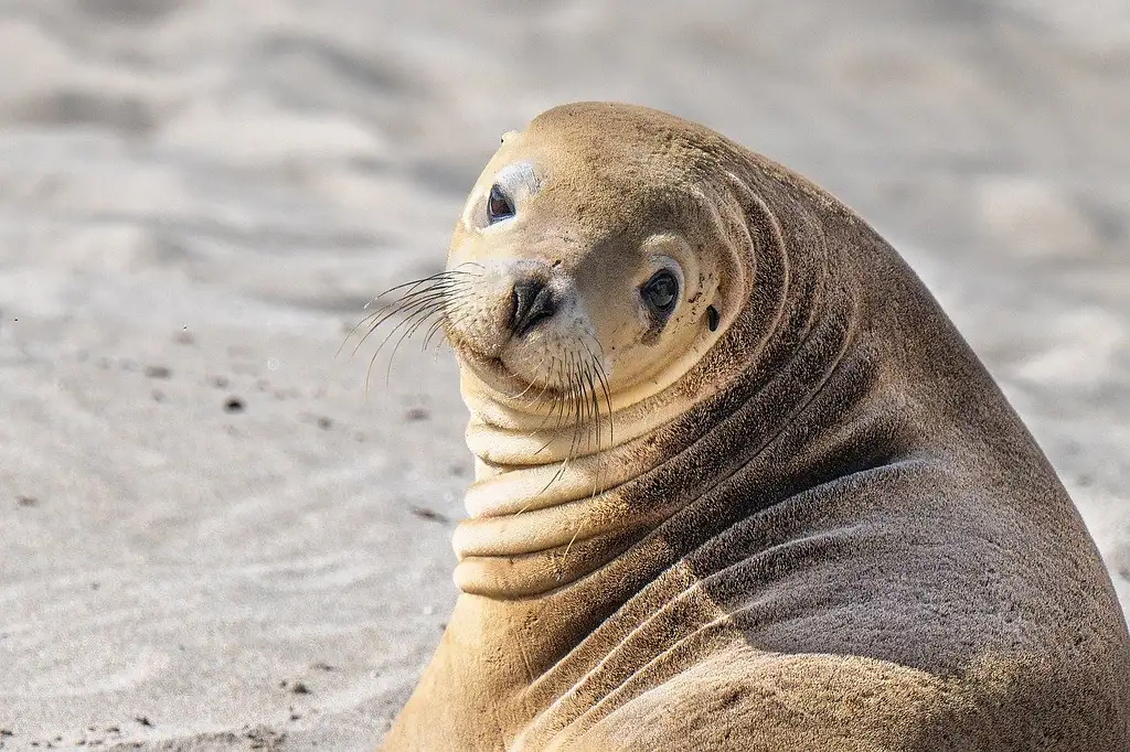 5 Day Kangaroo Island Adventure | Intrepid Tour