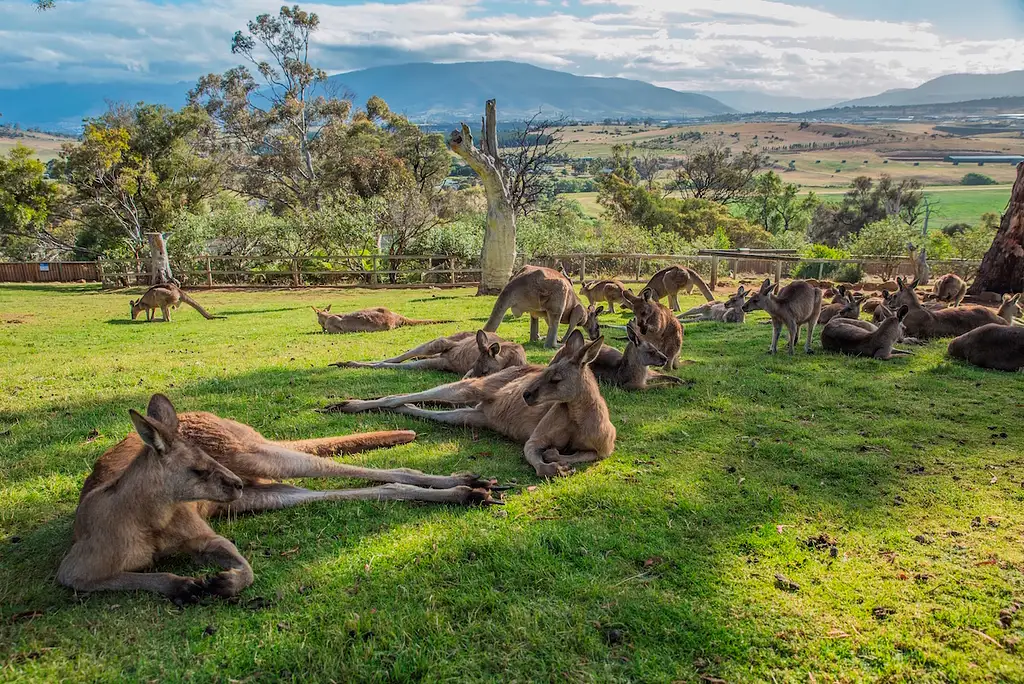 Hobart Highlights Full Day Tour with Bonorong Wildlife Sanctuary