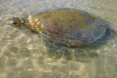 Pelican Bay Turtle Kayak