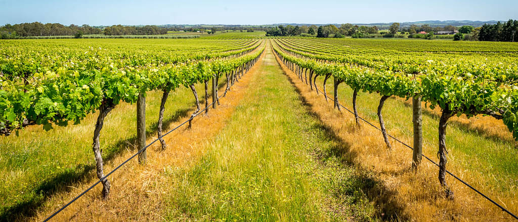 In Between Two Long Rows Of Grape Vines Amongst Several In A Large Vineyard In Adelaide