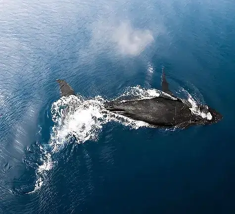 Whale Watching Eco Tour - Oahu