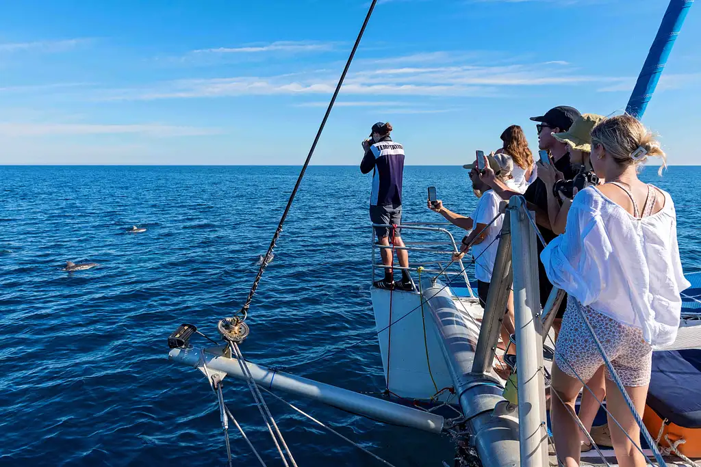 Wild Dolphin Watch from Adelaide