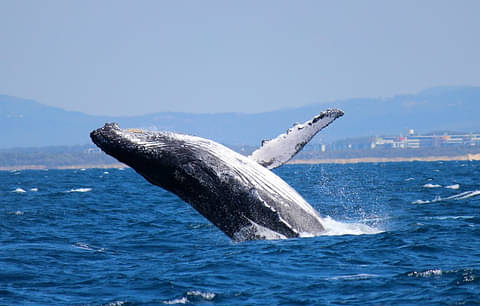 whale watching tours sunshine coast