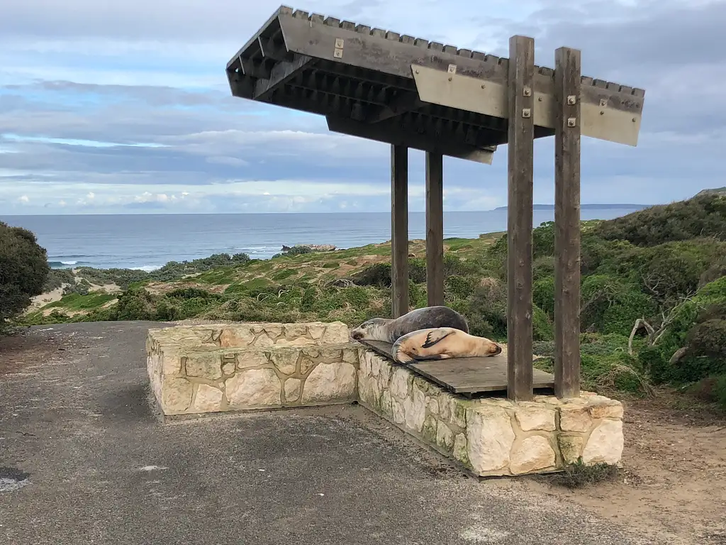 Seal Bay and North Coast Wildlife 4WD Tour - Kangaroo Island