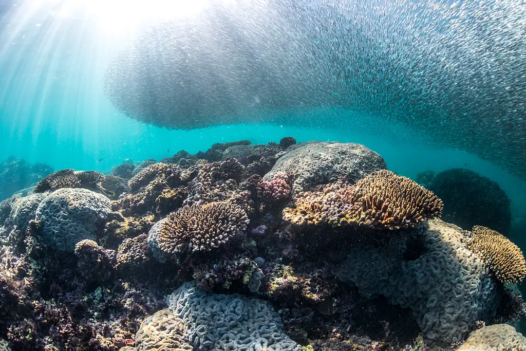Snorkel Discovery Sailing Cruise | Coral Bay