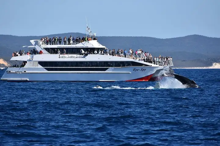 Brisbane Whale Watching Adventure | Self drive or Transfers from CBD