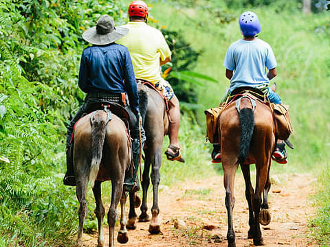 tocori-horse-back-riding-tour