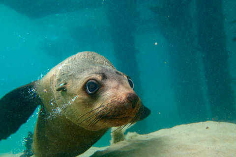 swimming with seals tours