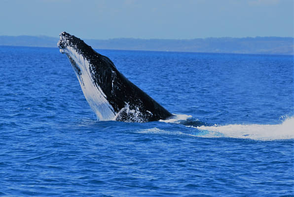 best whale watching hervey bay
