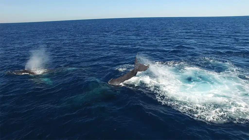 Whale Watching - Sea World Cruises | Gold Coast