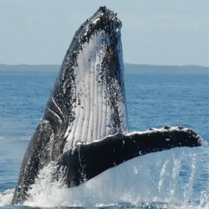 Exclusive Hervey Bay Whale Watching Encounter
