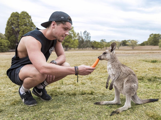 feed kangaroos sydney australia