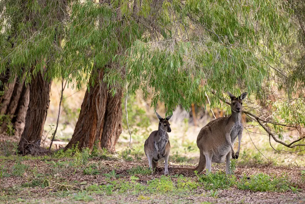 Pinnacles, Lavender Farm & Lobster Shack Tour | Perth