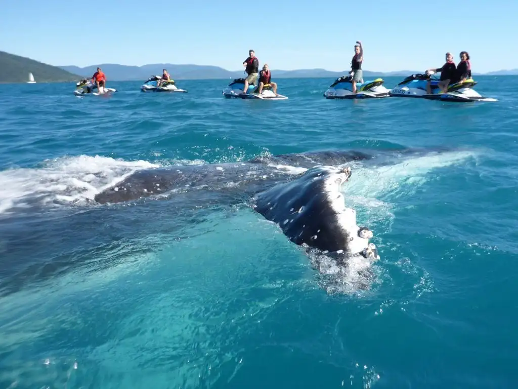 Airlie Adventure Jetski Tour