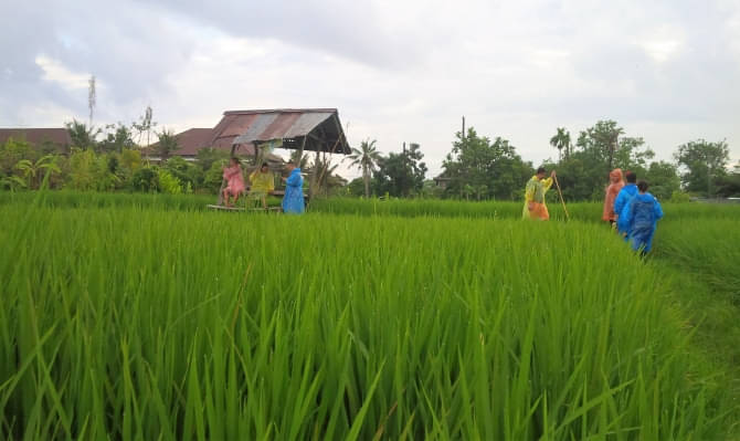 rice field tour