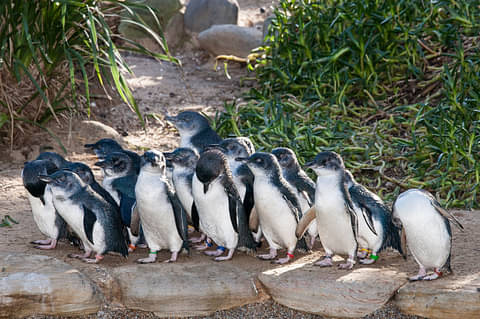 Phillip Island