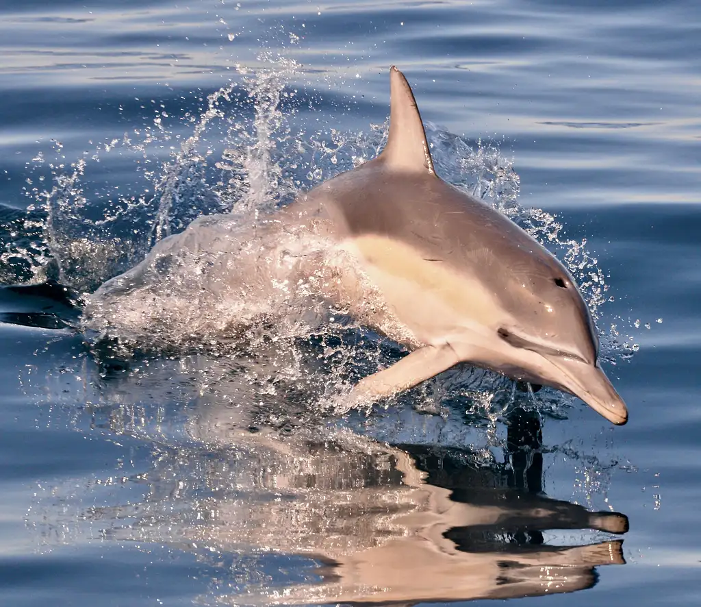 Wild Dolphin Watch from Adelaide