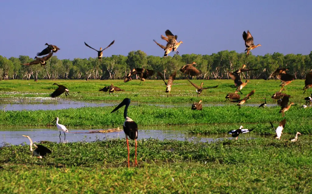 Corroboree Billabong | 2 Hour Sunrise Wetland Cruise