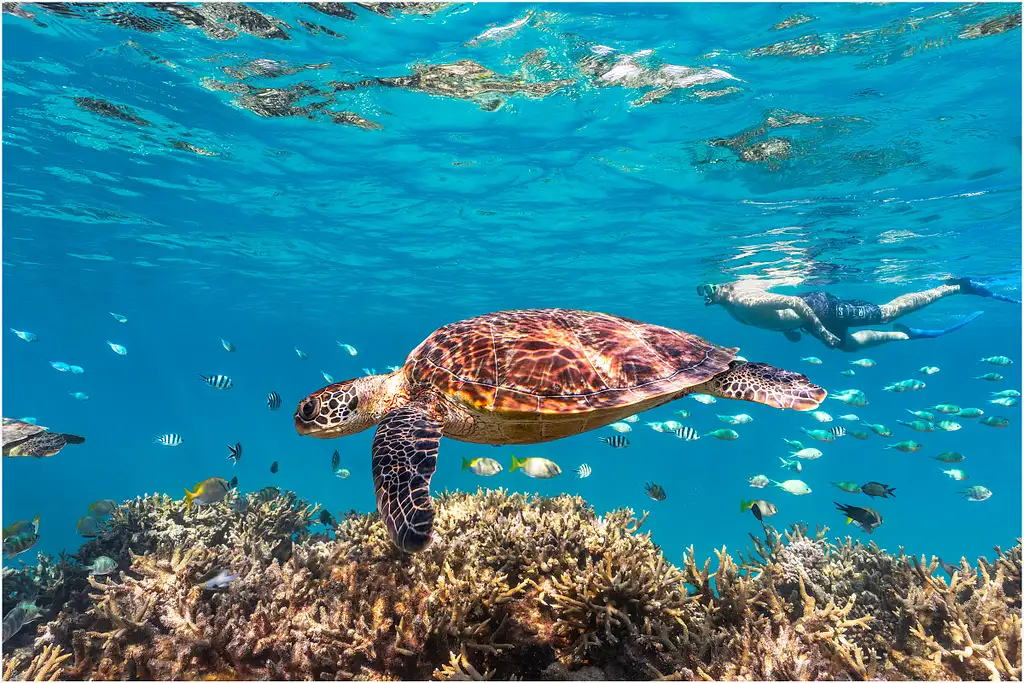 Lady Musgrave Experience Southern Great Barrier Reef Full Day Tour | From Bundaberg
