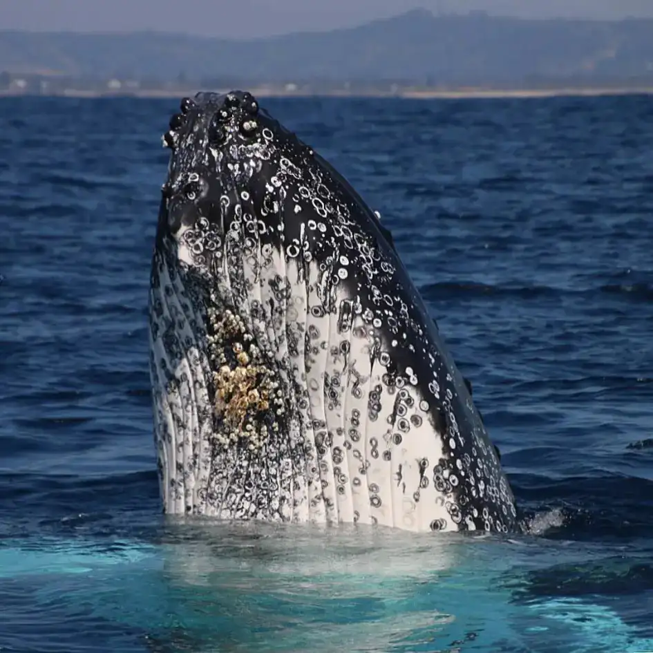 Whale watching Byron Bay - Small Group Trip