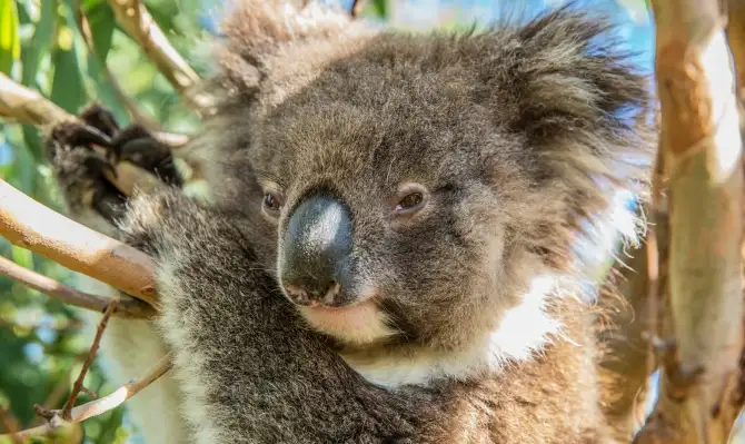 Southern Ocean Wildlife Adventure