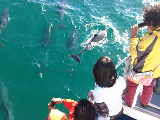 huskisson dolphin cruise