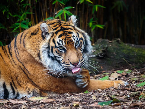 auckland zoo