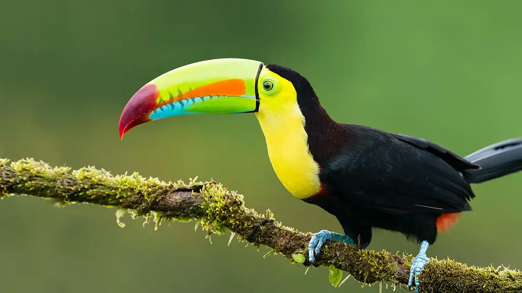 7 Day Jungle Adventure & Amazon Tour - Iquitos, Peru