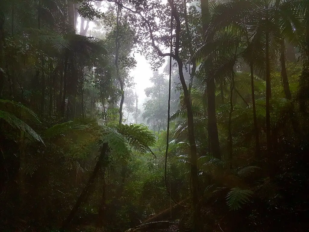Springbrook Full Day Tour from Brisbane