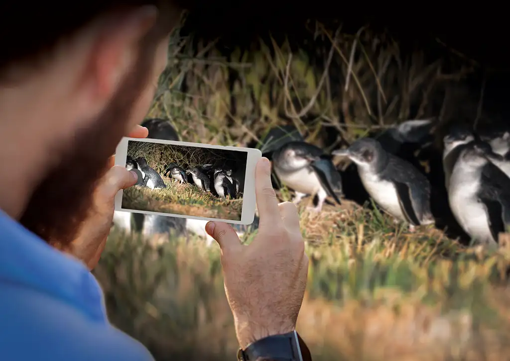 Blue Penguins Pukekura | Wildlife Tours - Dunedin