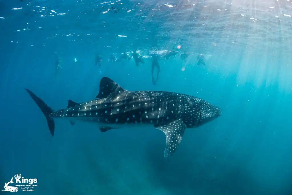 Whale Shark Snorkelling Adventure Tour (Apr-July) | Departing Exmouth