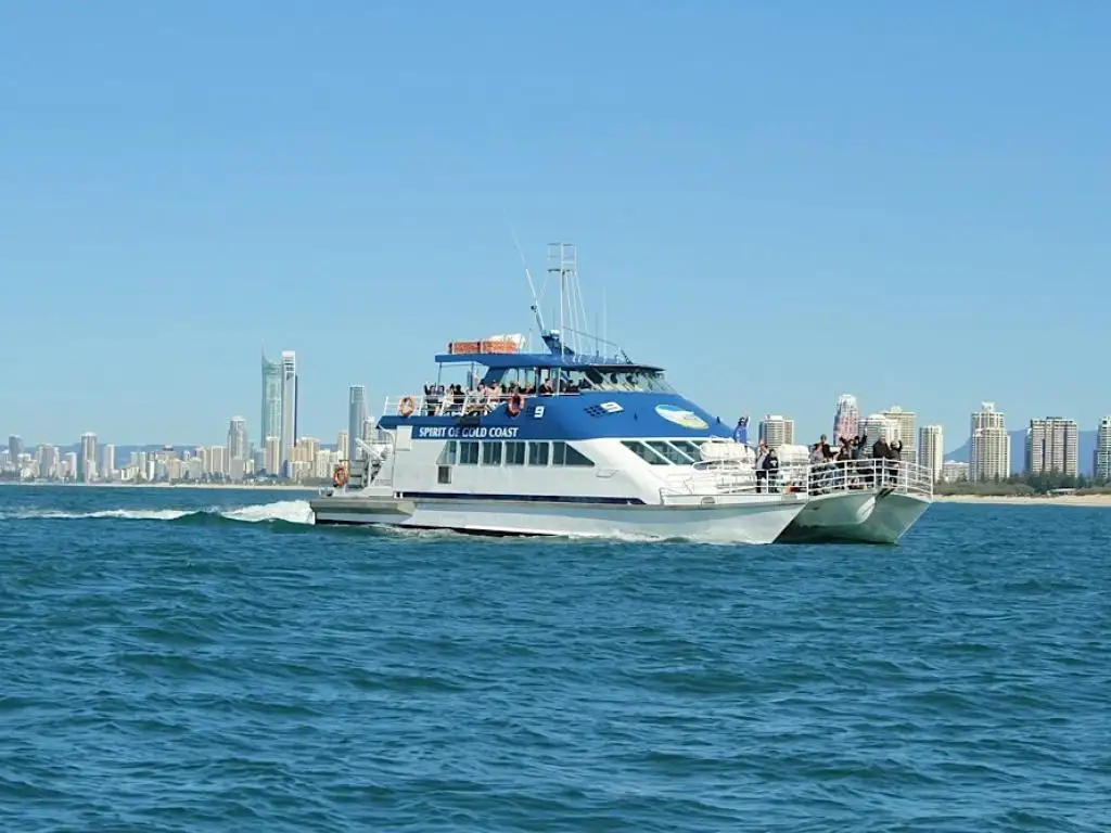 Whale Watching Gold Coast Tour