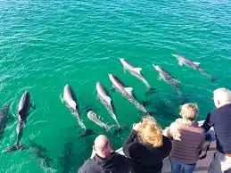 Kangaroo Island 75-Minute Ocean Safari