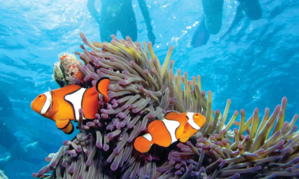 Calypso Outer Great Barrier Reef Snorkel Tour From Port Douglas