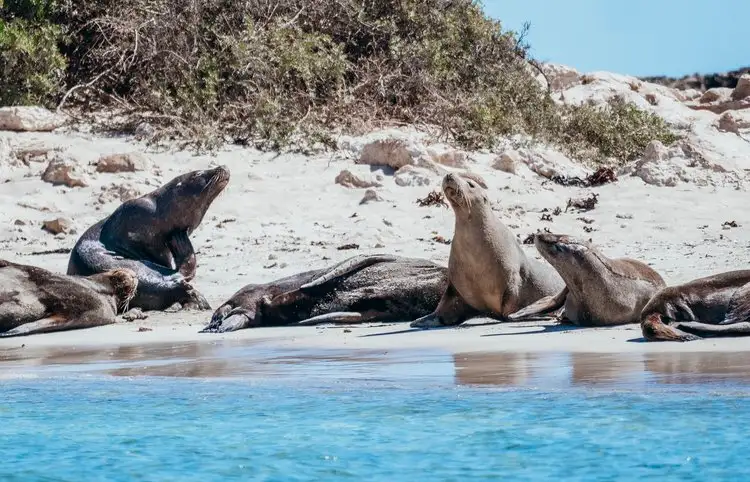 3 Island Snorkel, Wildlife & Seafood Lunch Cruise