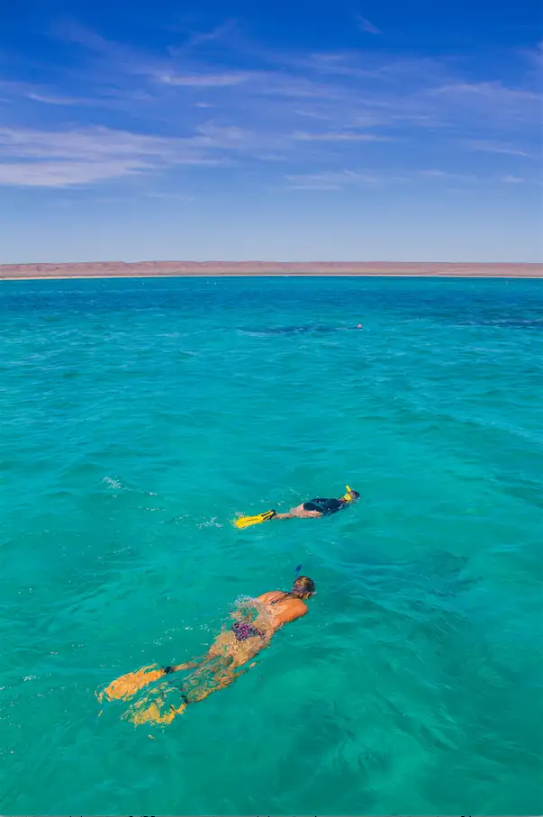 Ningaloo Whale Shark Swim & Eco Tour On A Catamaran (Aug-Oct) | From Exmouth
