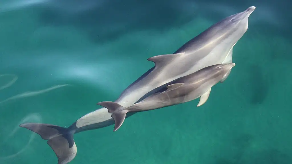Wild Dolphin Watch from Adelaide