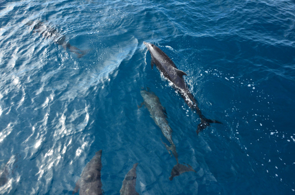 dolphins-wildlife-watching