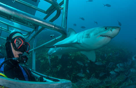 Shark Cage Diving Port Lincoln