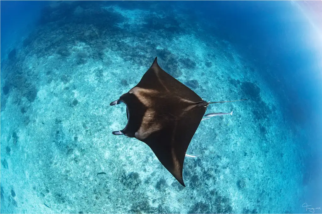 Lady Musgrave Island Day Tour