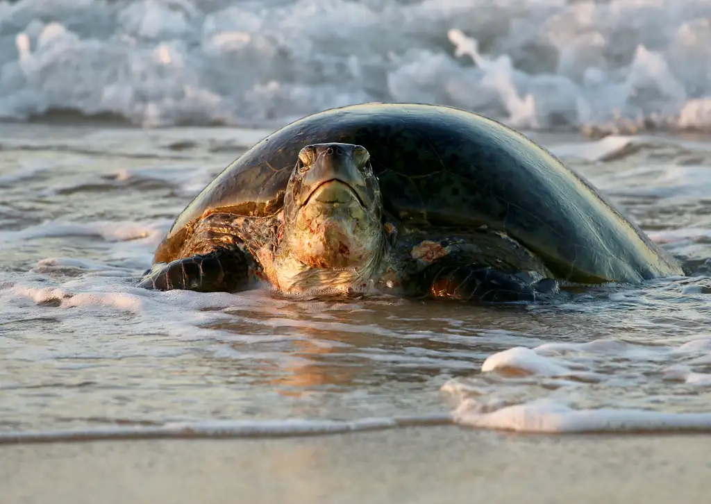 Summer Sunset Turtle Watching Tour | Exmouth