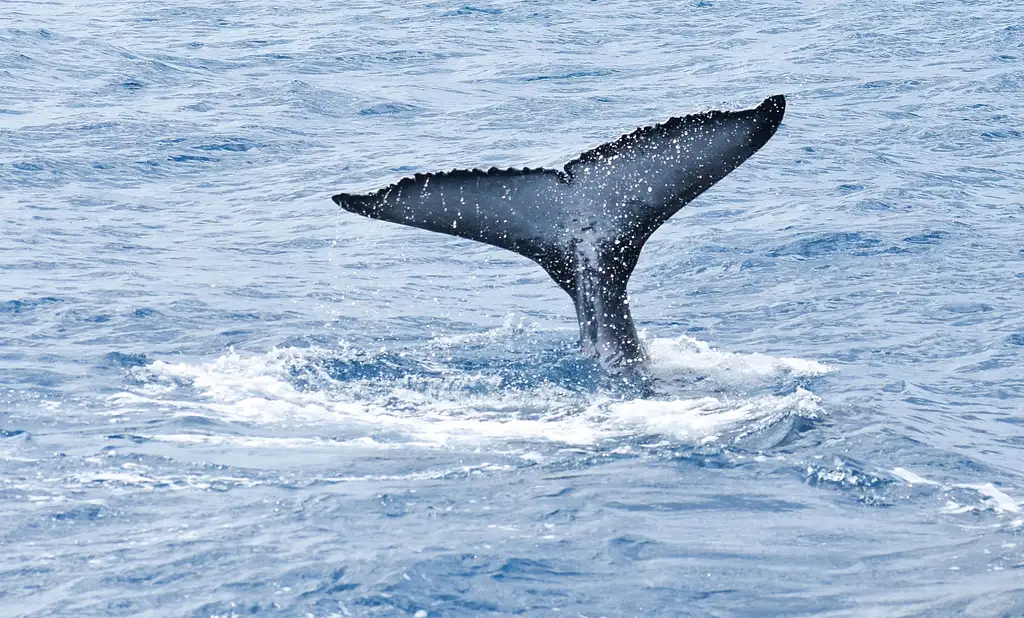 Fraser Western Beaches Discovery Cruise - Hervey Bay
