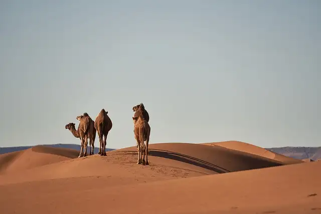 11 Day Tour Morocco Classic Marrakech to Marrakech | One Life Adventures