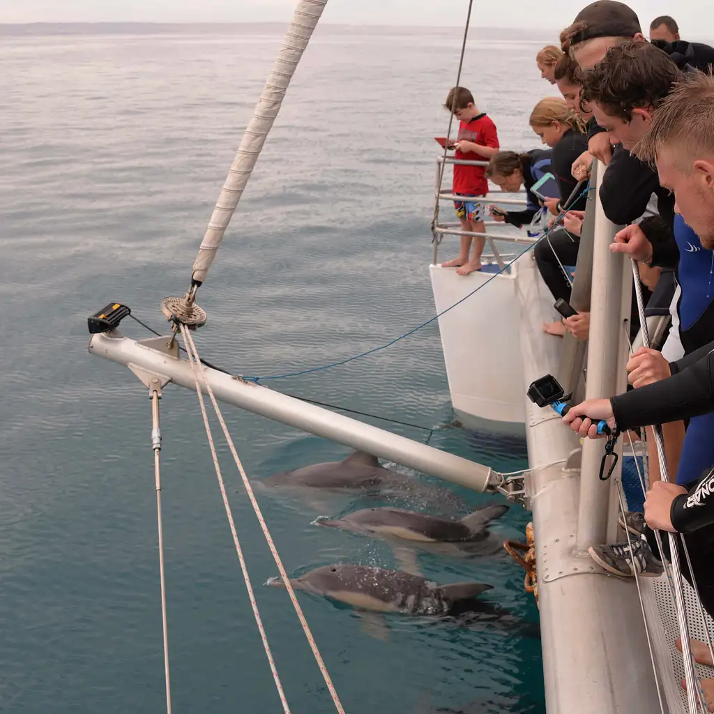 Wild Dolphin Watch from Adelaide